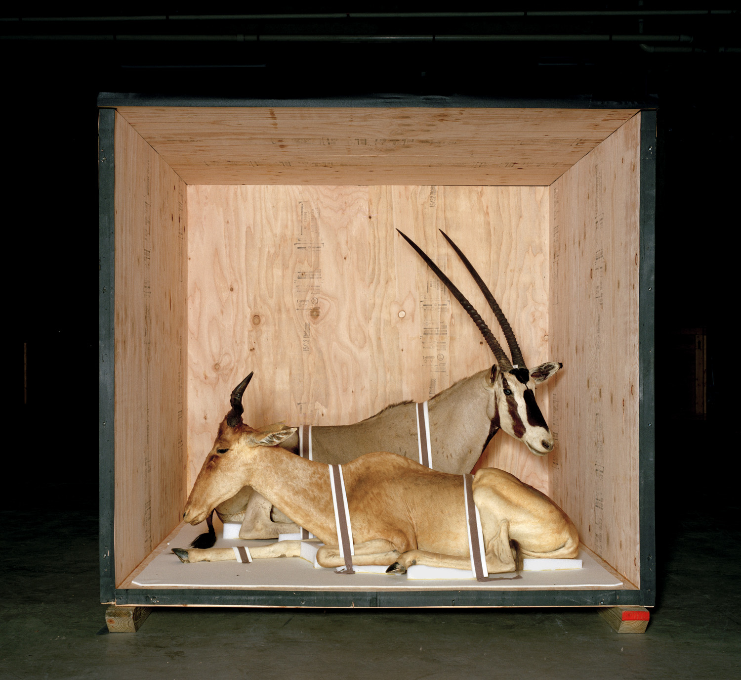  Smithsonian Antelope, 2005 