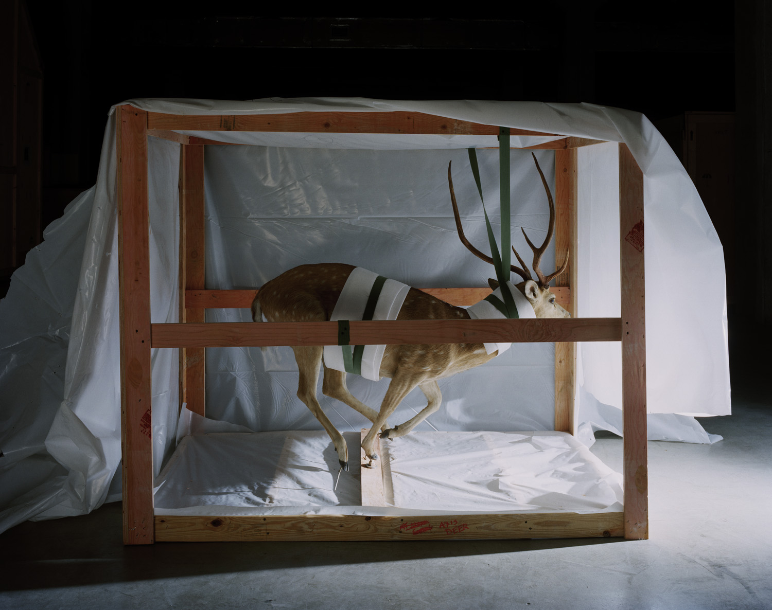  Smithsonian Suspended Deer, 2005 