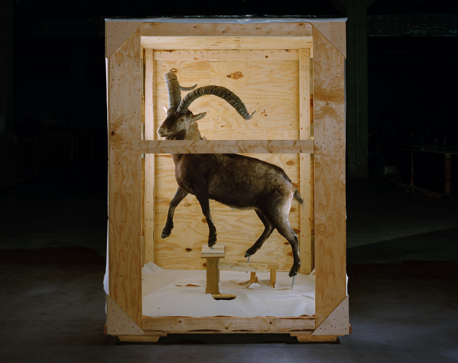  Smithsonian Ungulate, 2005 