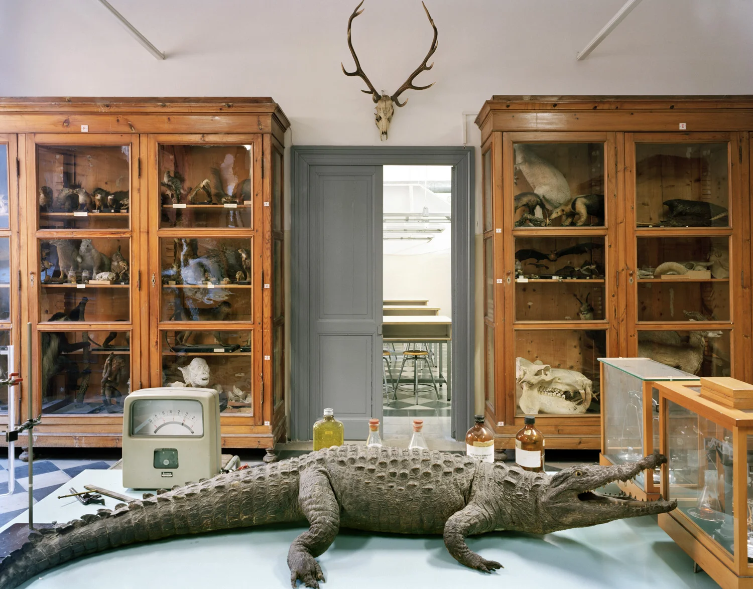 2006_tassoalligator.jpg