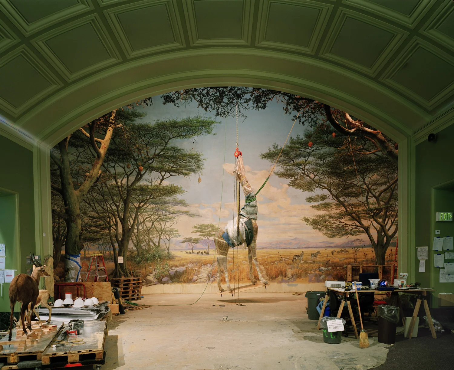 Giraffe, 2005, Academy of Sciences