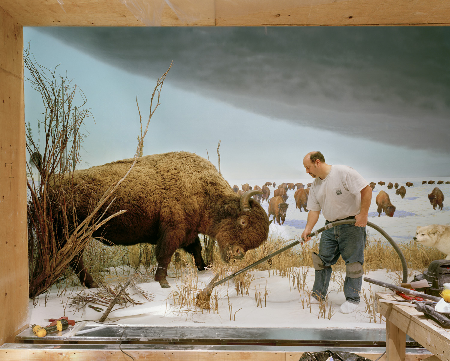  Man With Buffalo, 2007 