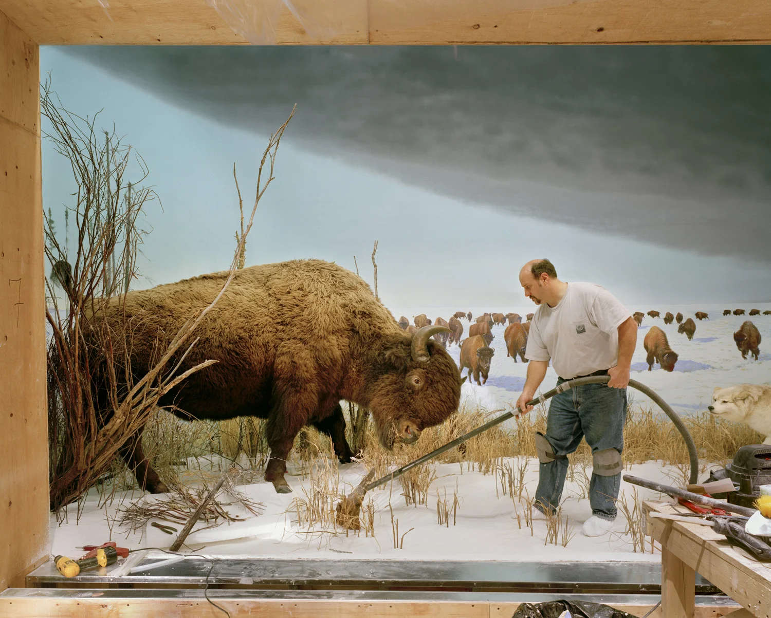 Man With Buffalo, 2007