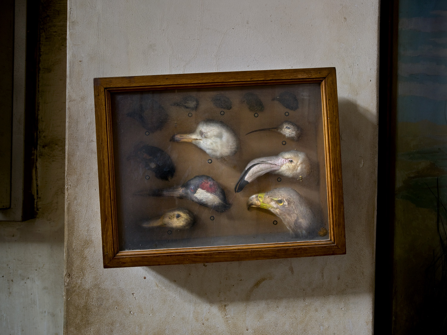 Bird Heads, The Agriculture Museum in Cairo, 2007 