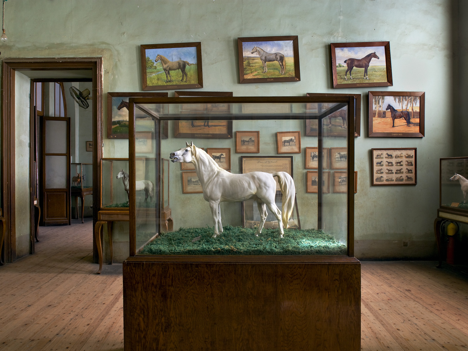  Horses, The Agriculture Museum in Cairo, 2007 
