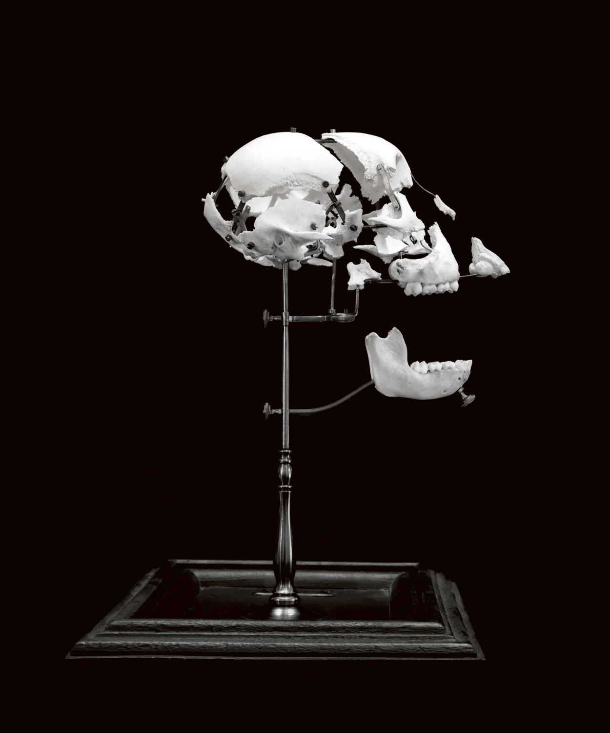 Ape, 2004
