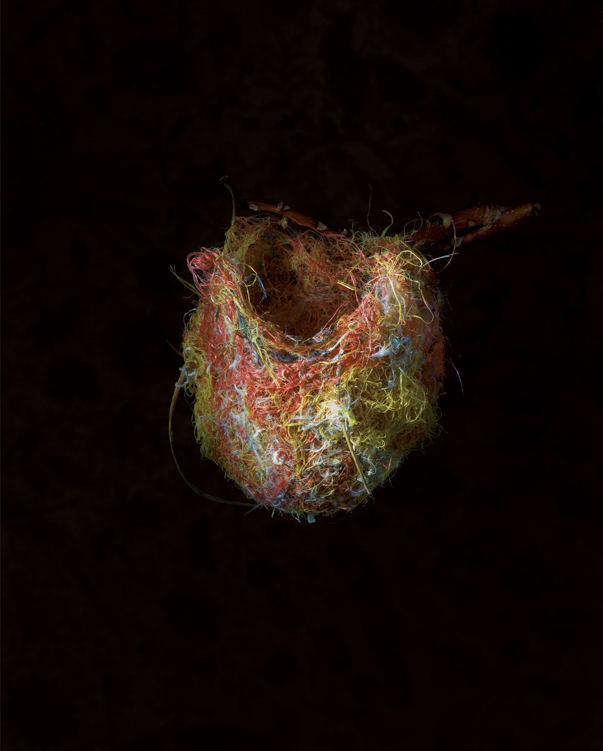 Northern Oriole, 2000