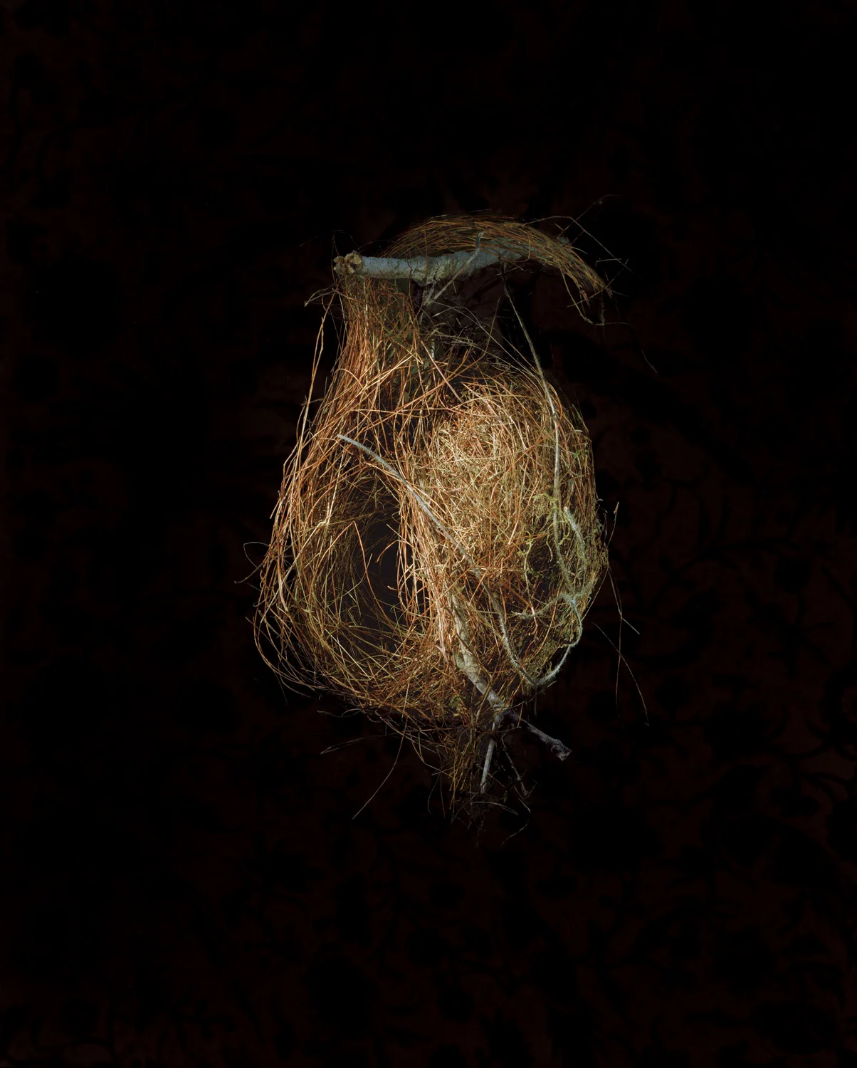 Stripe Throated Wren, 2000