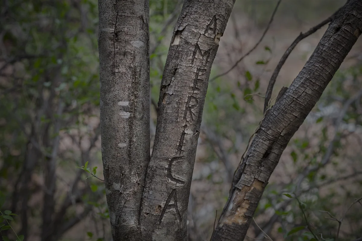 Richard Barnes, "America Tree," 2012