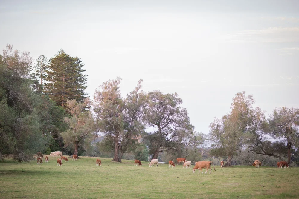 Auckland_Photographer_019.jpg