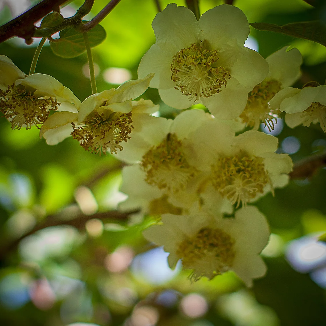 Kiwifruit blossoms