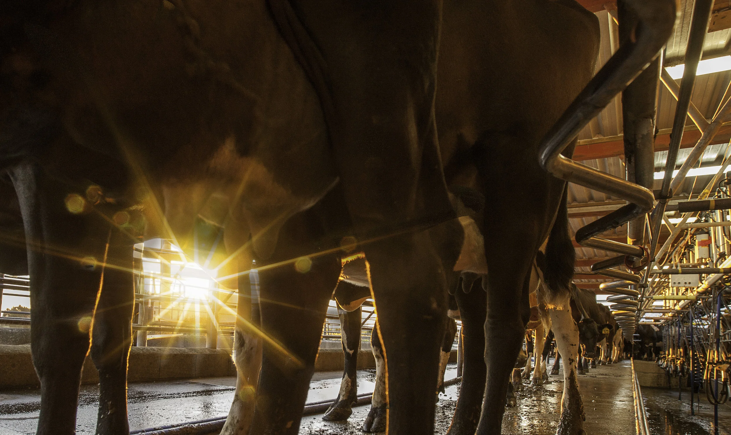 Cowshed
