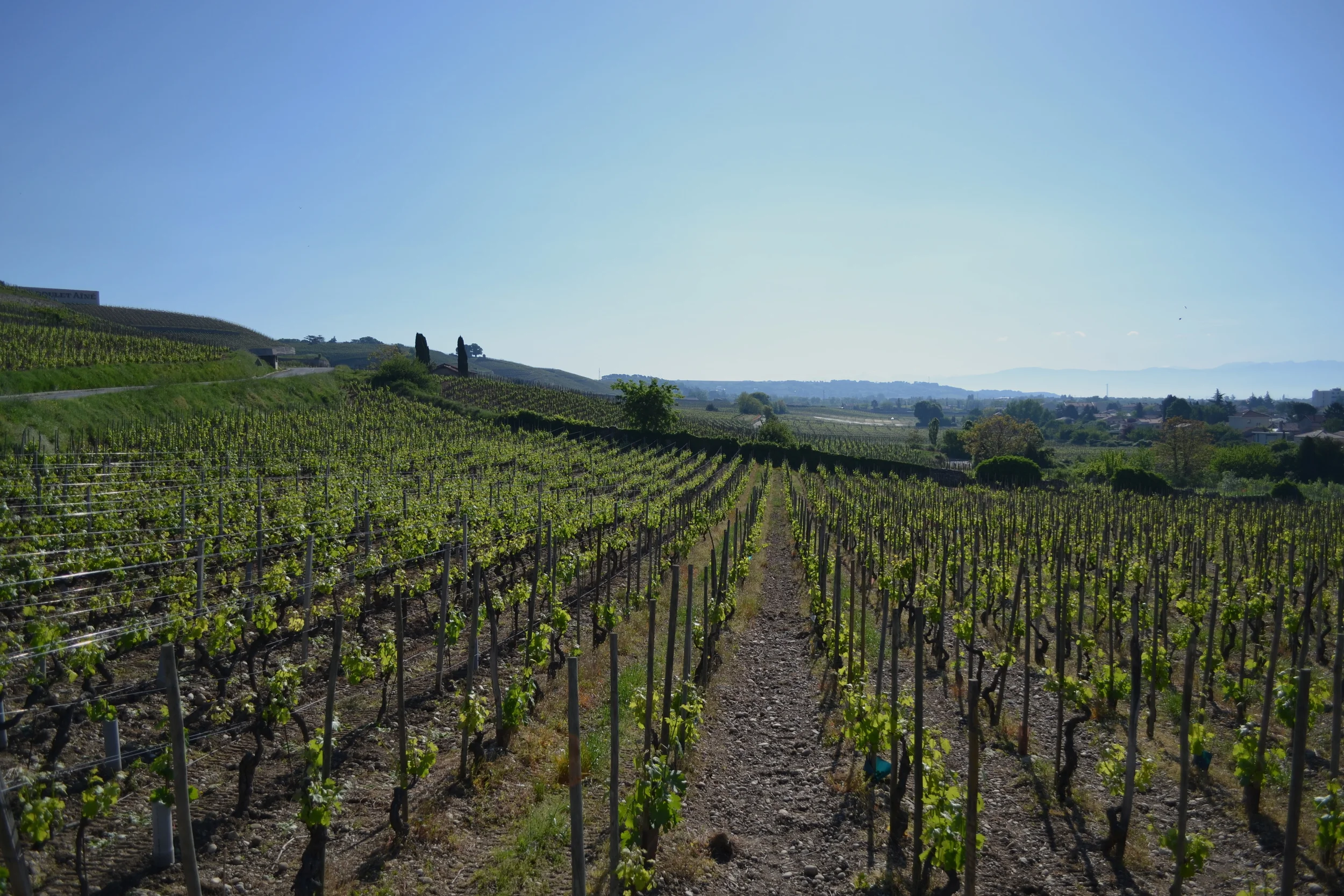 DSC_0181.JPG