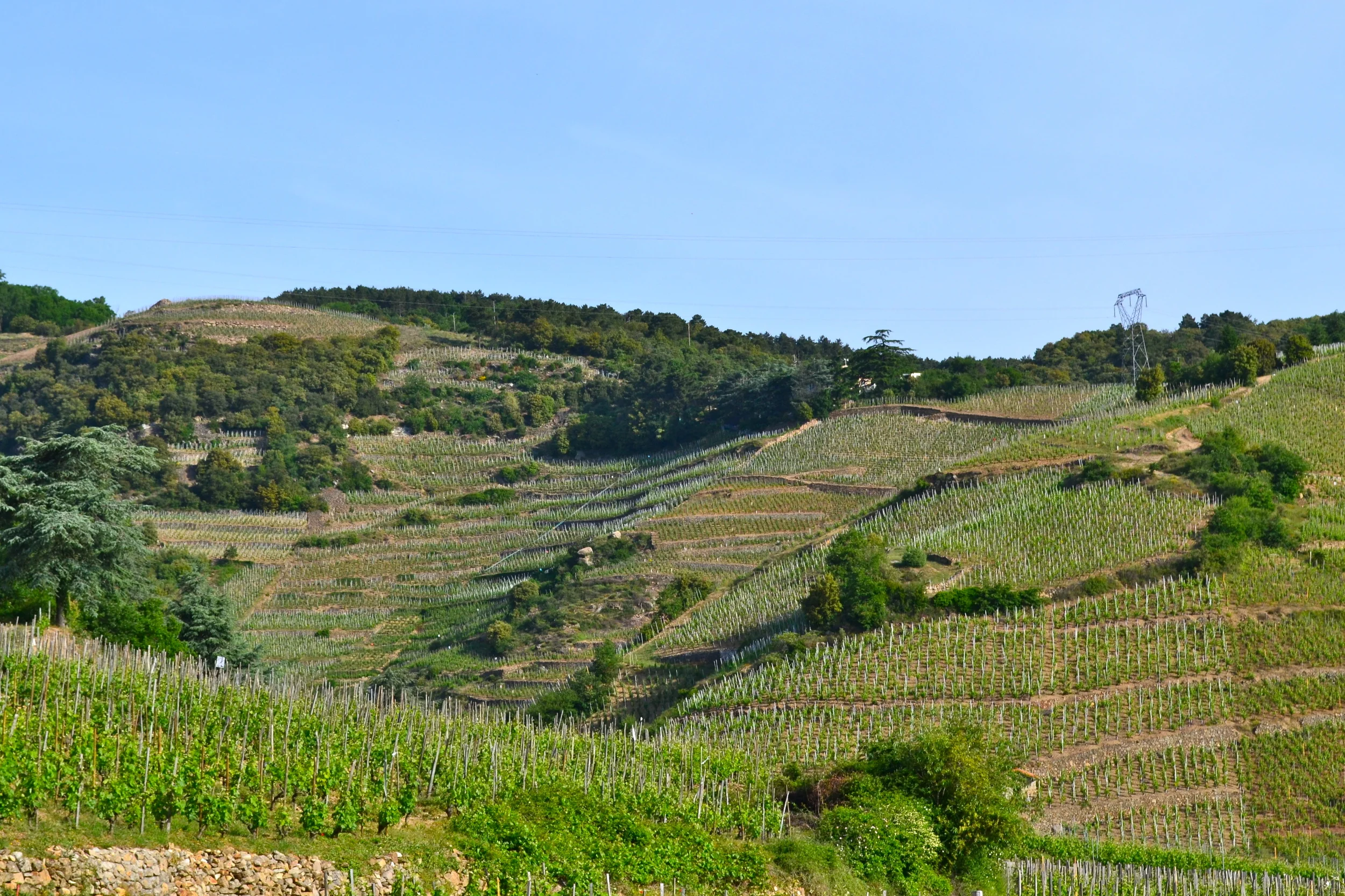 DSC_0425.JPG