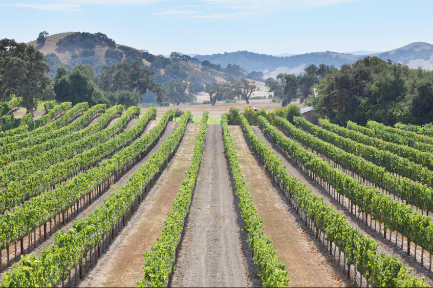 Wineries everywhere (fees apply)