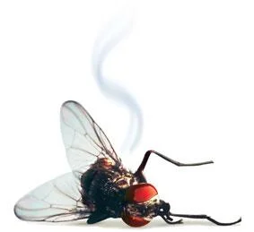 dead fly.jpg