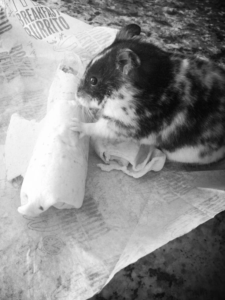 Tiny Hamster Eating Tiny Burritos: Your WTF Moment of the Day