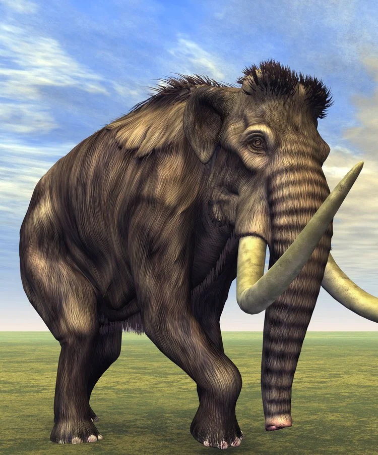 mammoth.jpg