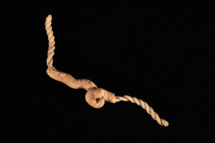 Tying the Knot, 11” x 3”. Carved root. SOLD