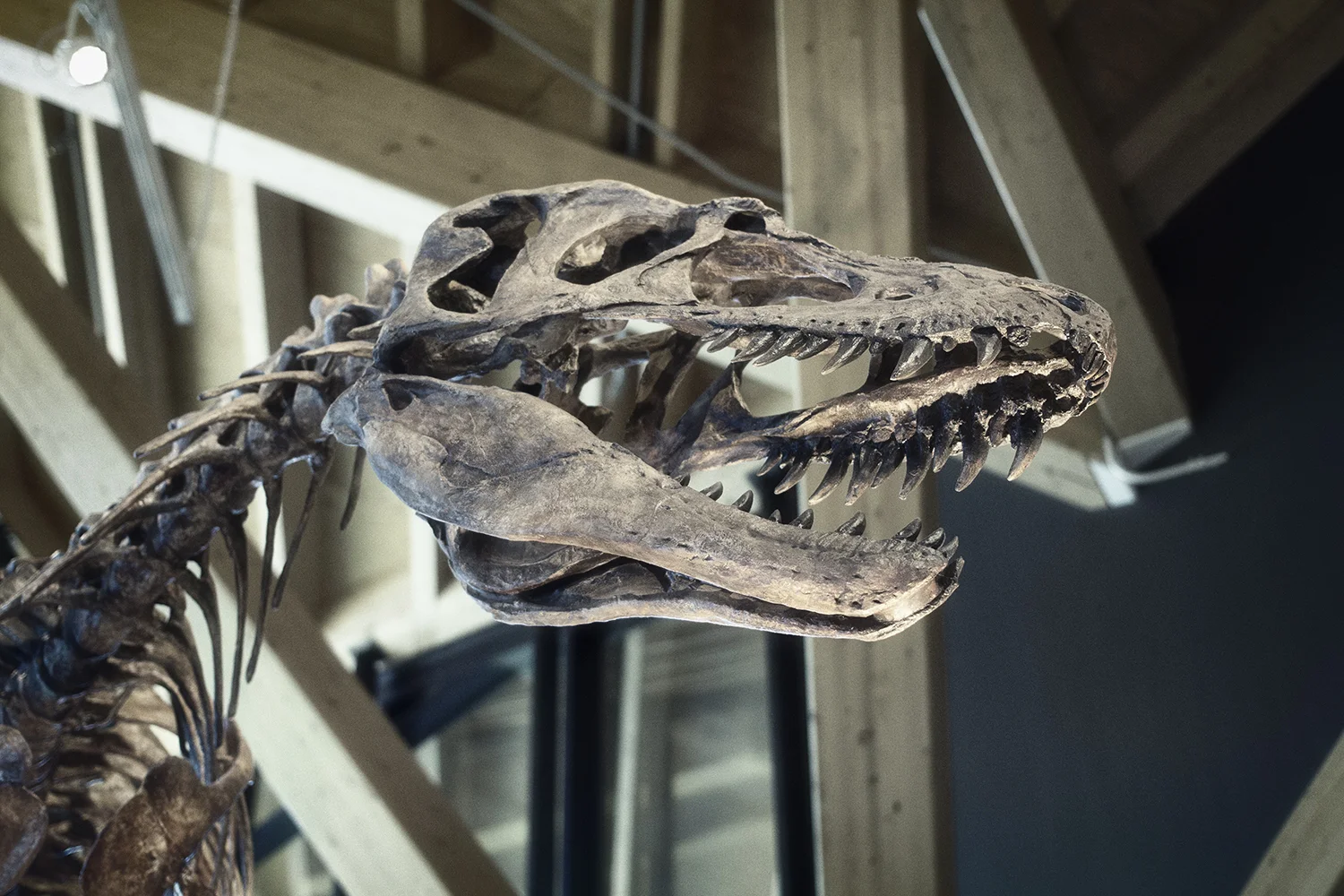 Philip J Currie Dinosaur Museum