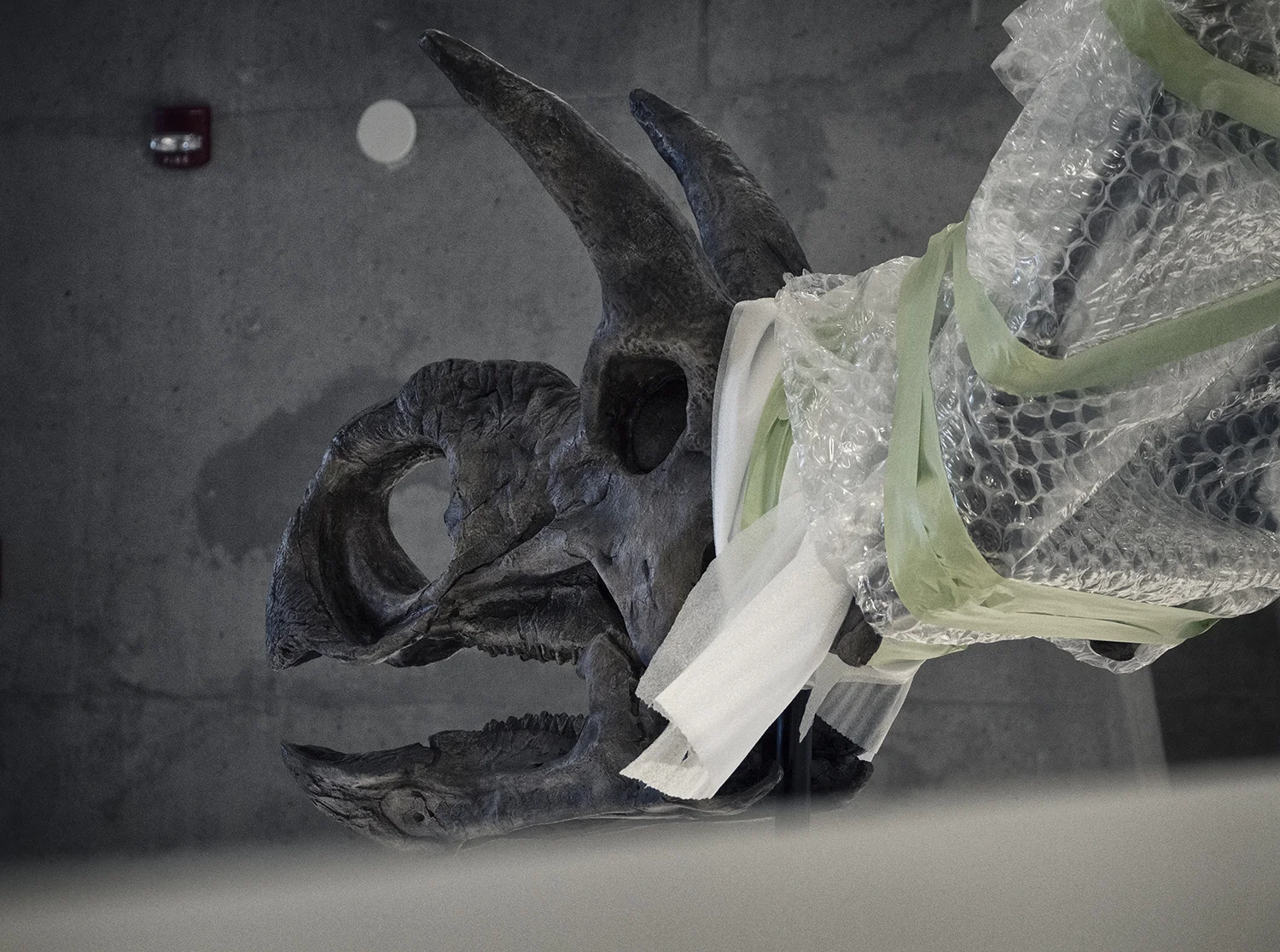 Philip J. Currie Dinosaur Museum