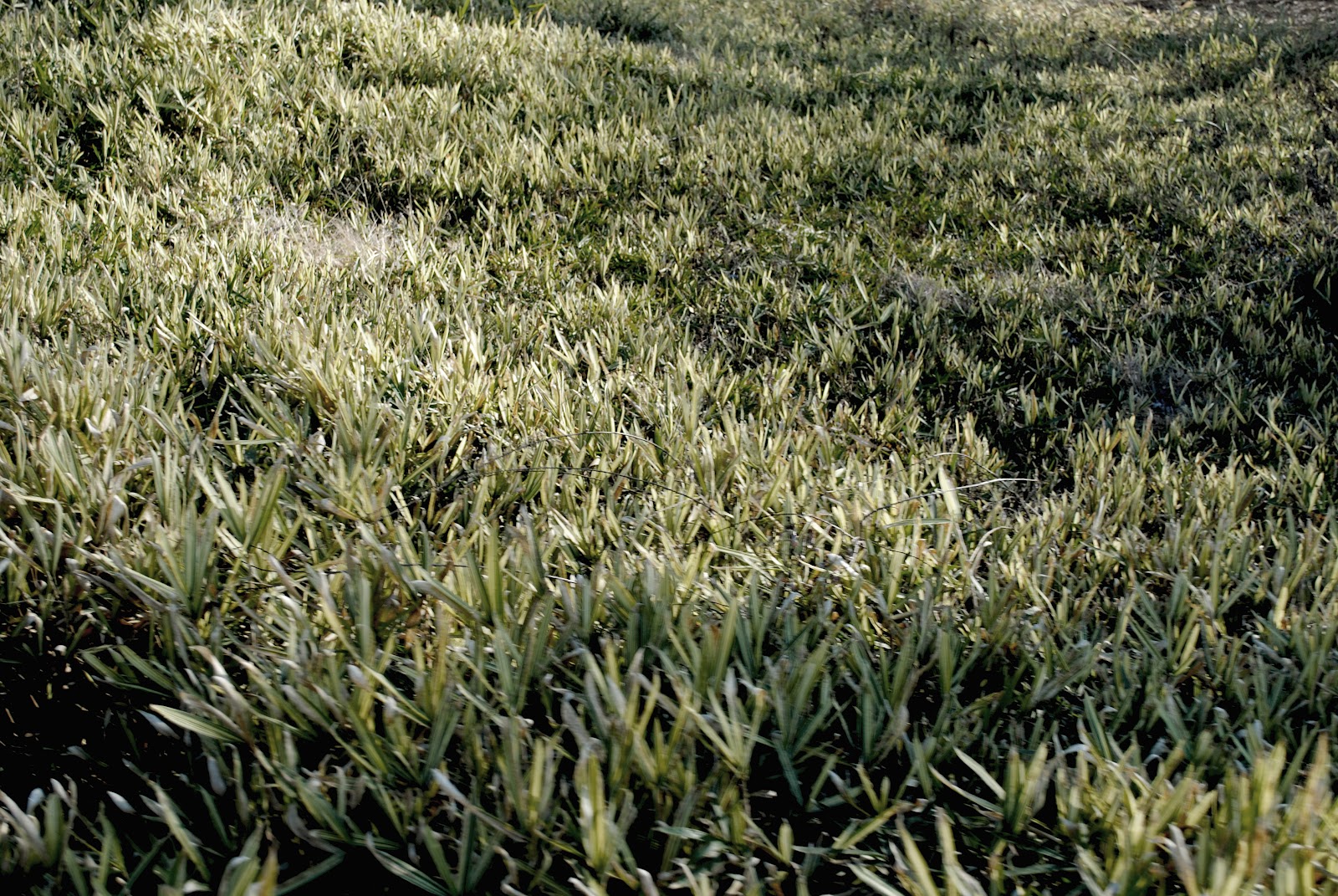 SSH_grass-1.jpg