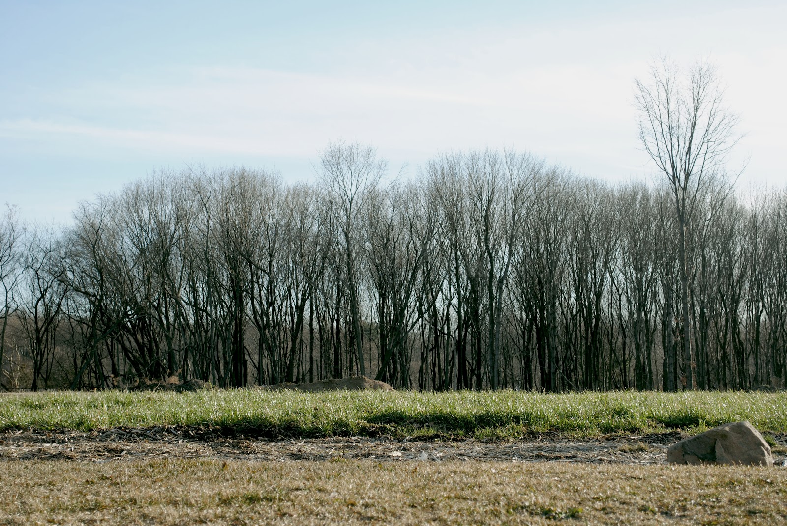 SSH_Trees-1.jpg