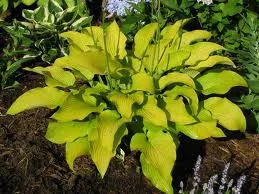 hosta sun power 1.jpg