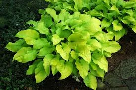 hosta sun power.jpg