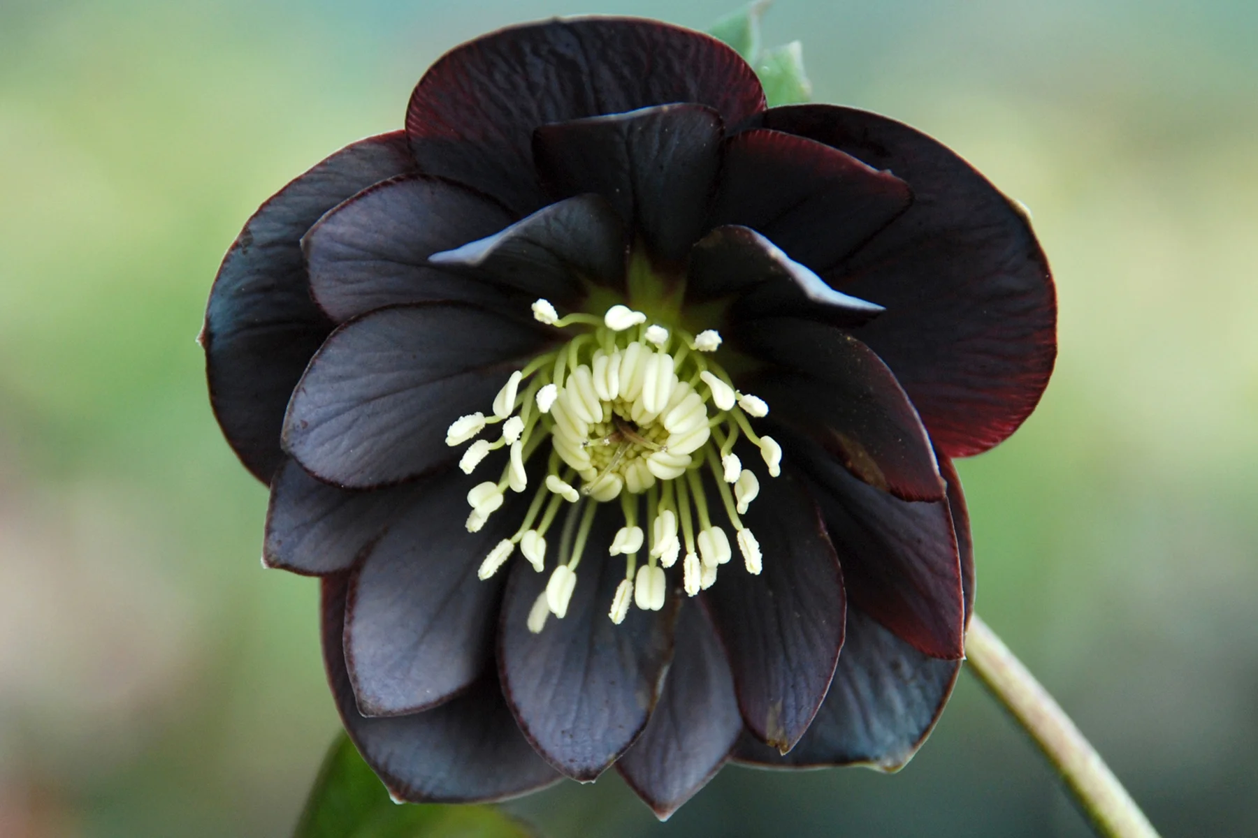 Helleborus 'Onyx Odyssey' — Petal Heads