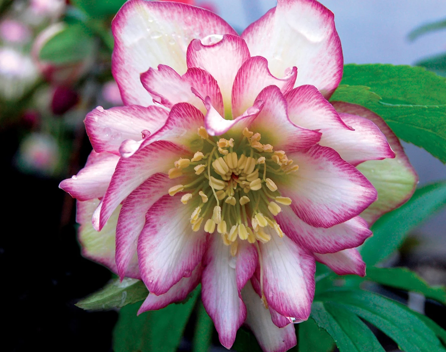 Herlipto ♡ Bloom Two-Way Top rose petale Helleborus 
