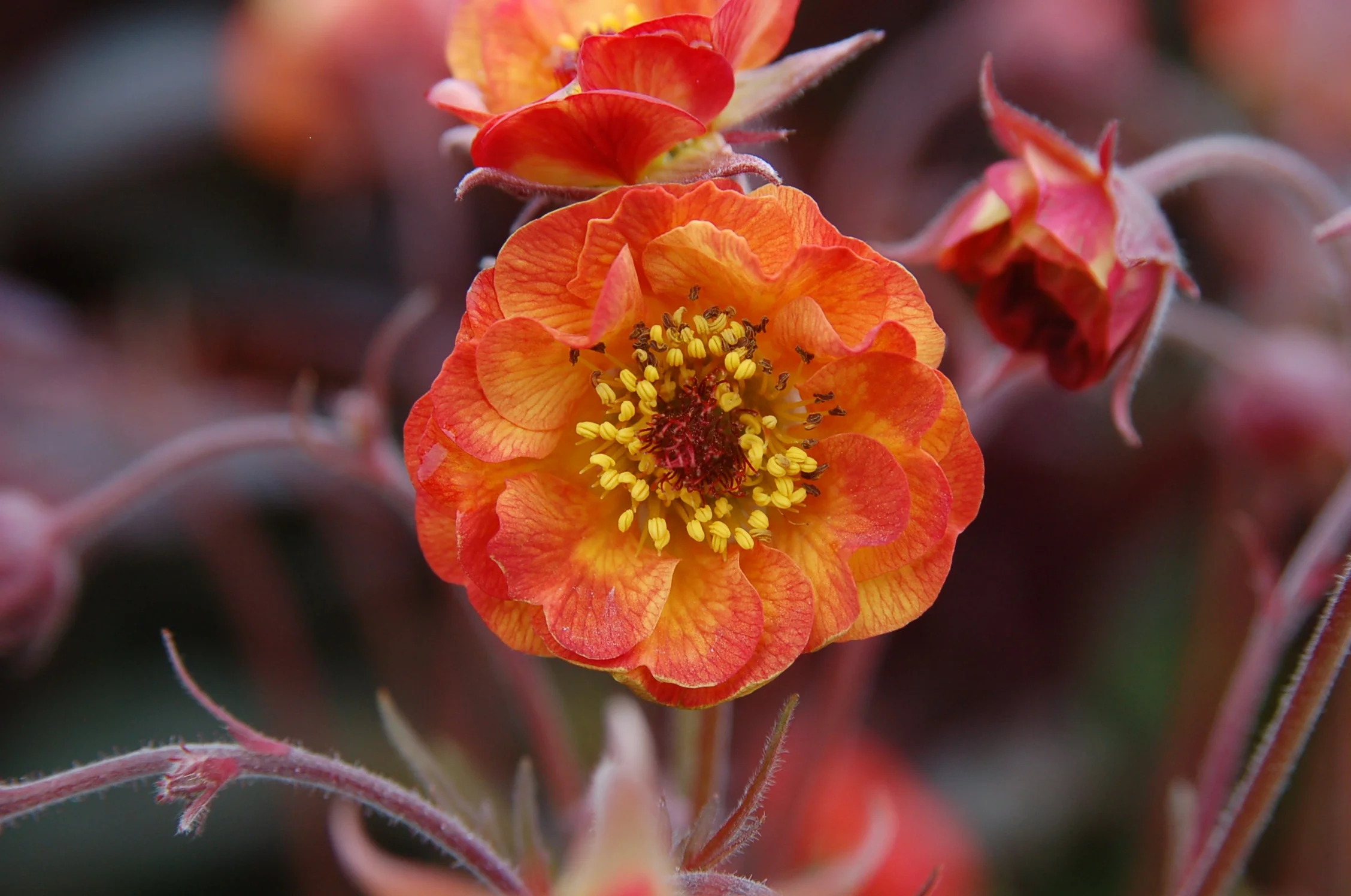 Geum-x-‘Alabama-Slammer’-.jpg
