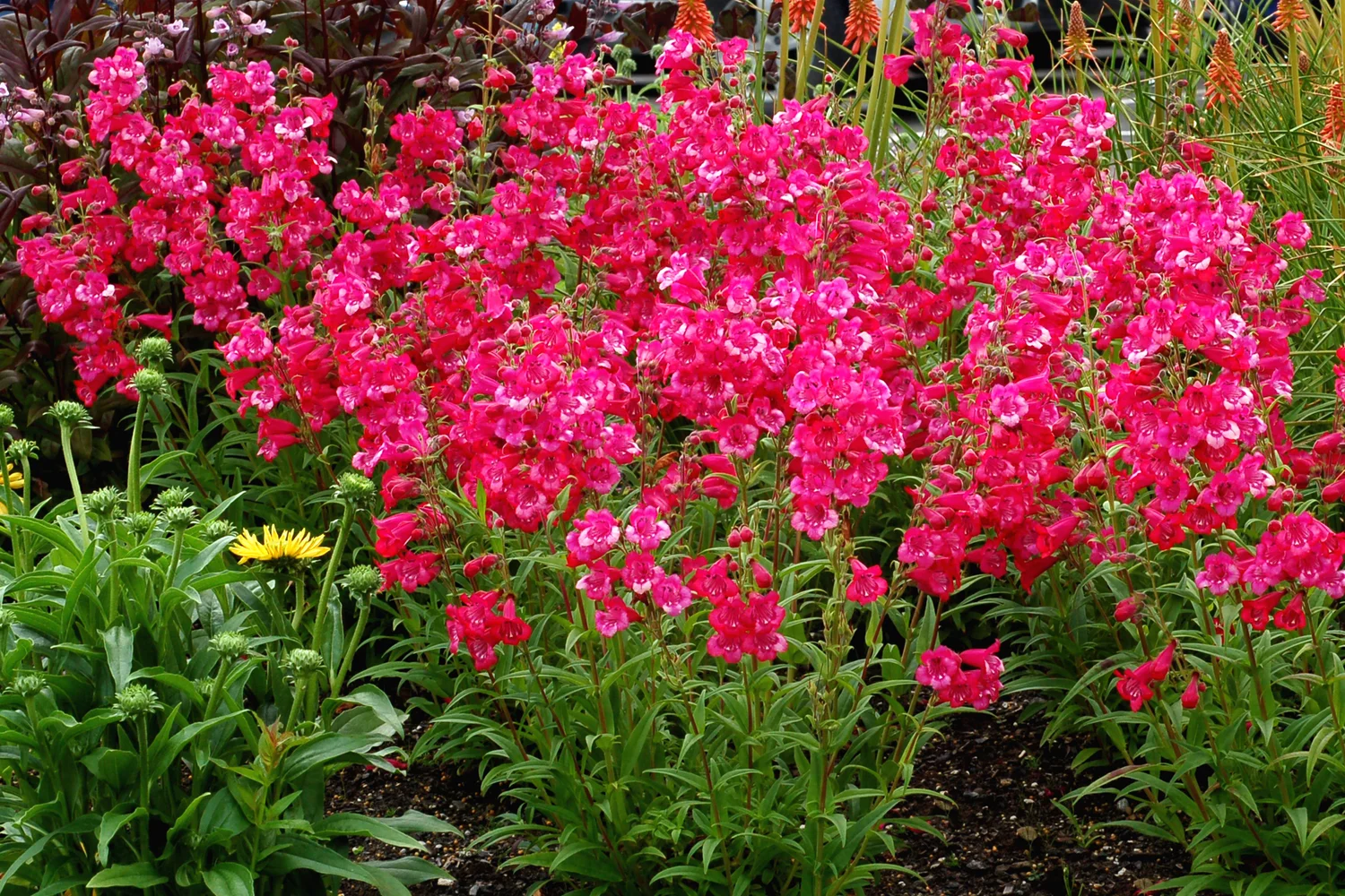 Penstemon 'Cha Cha Hot Pink' (Spring 2015) — Petal Heads, image size:1500x1000