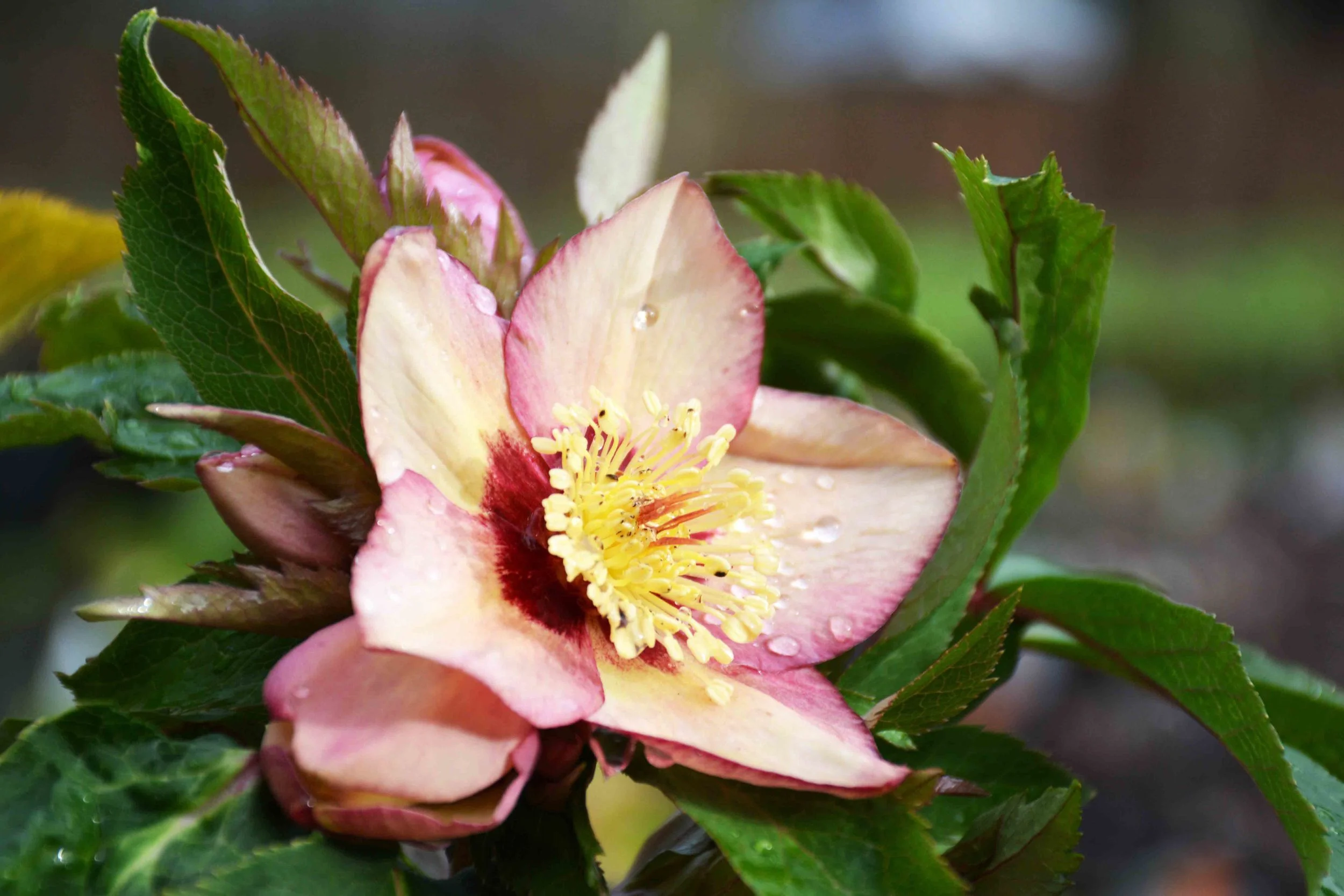 Hel Apricot Blush 2.jpg
