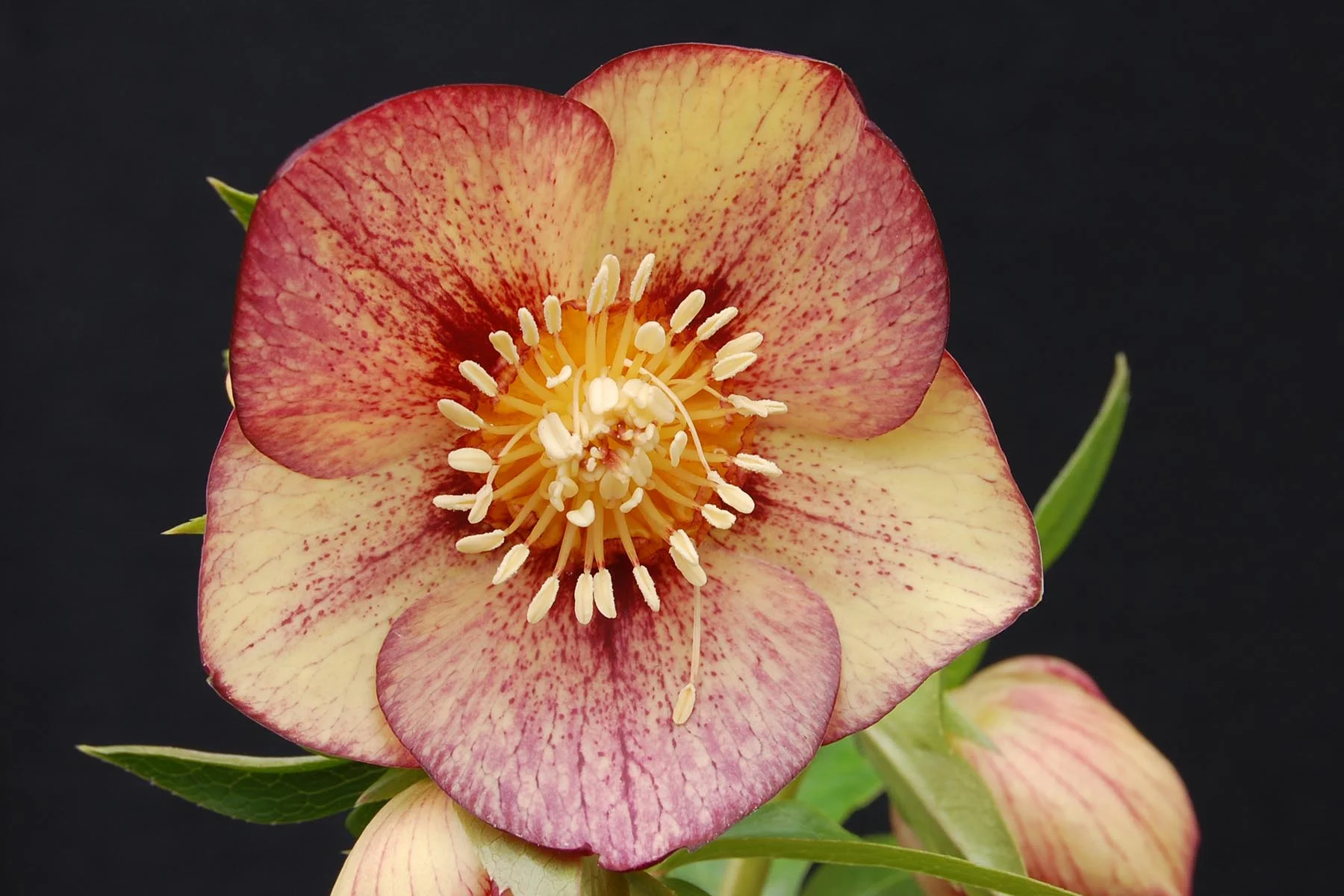 Hel Apricot Blush 5.jpg