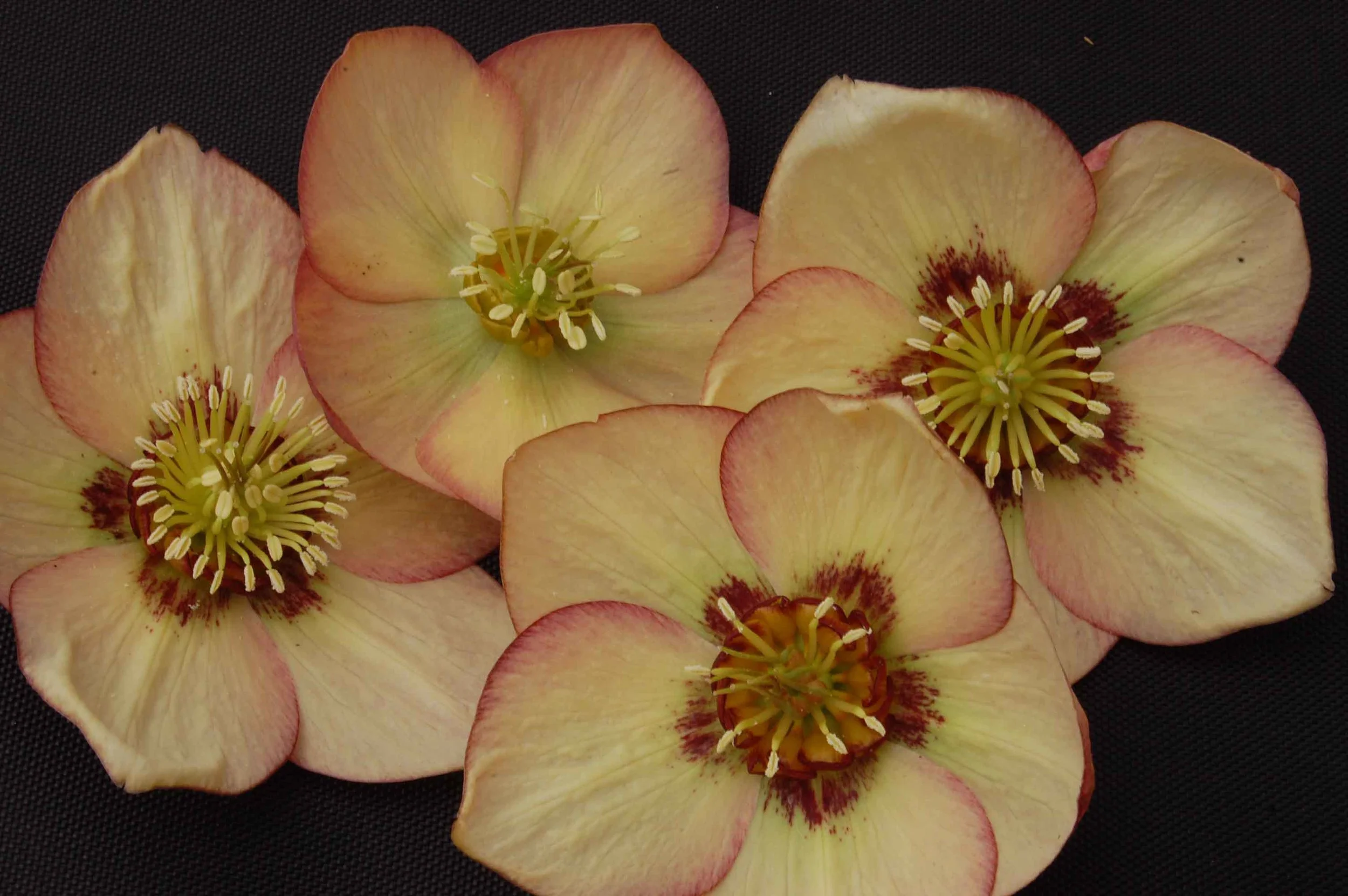 Hel Apricot Blush 3.jpg