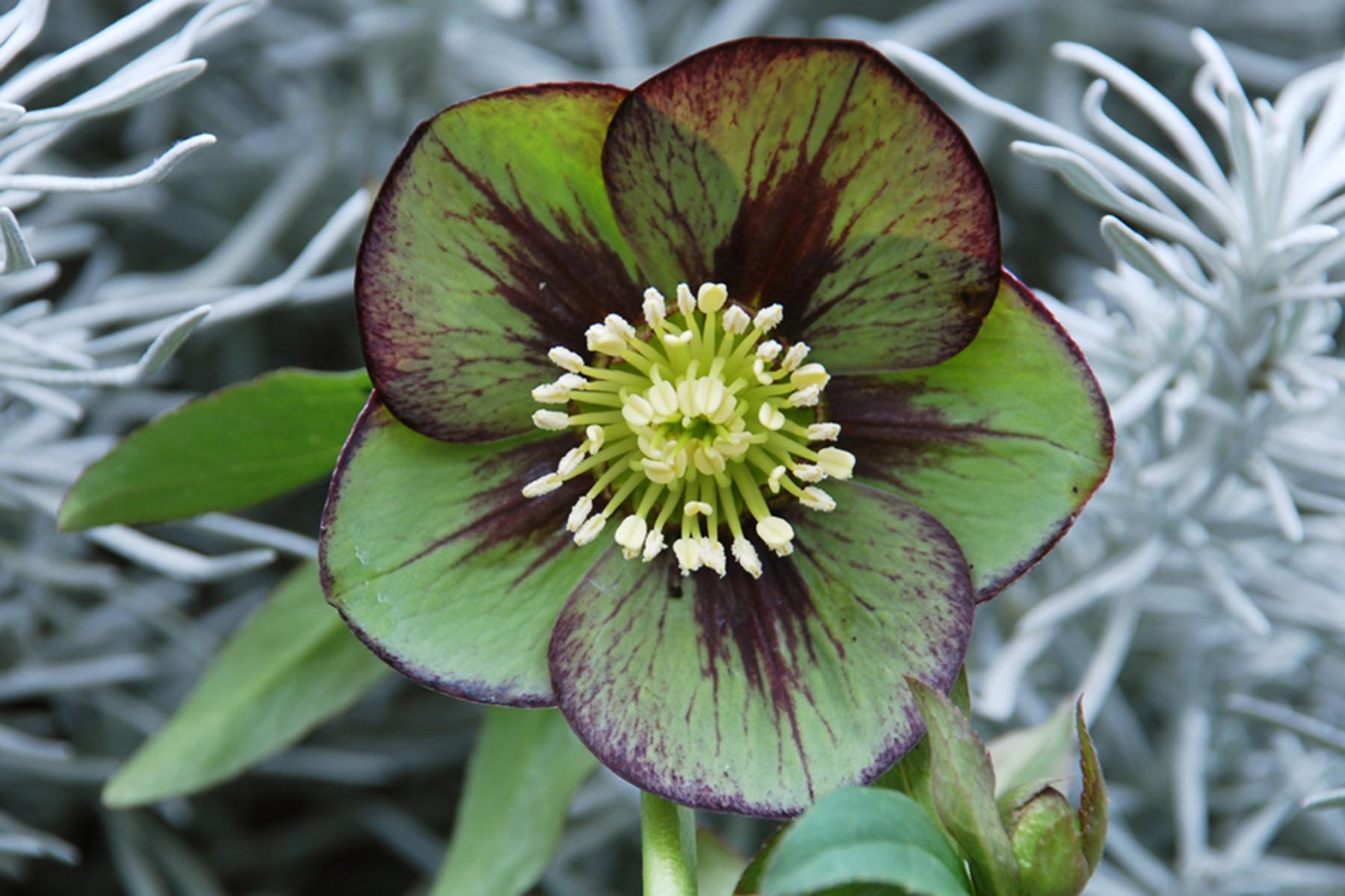 Helleborus 'Jade Star' - $14.00