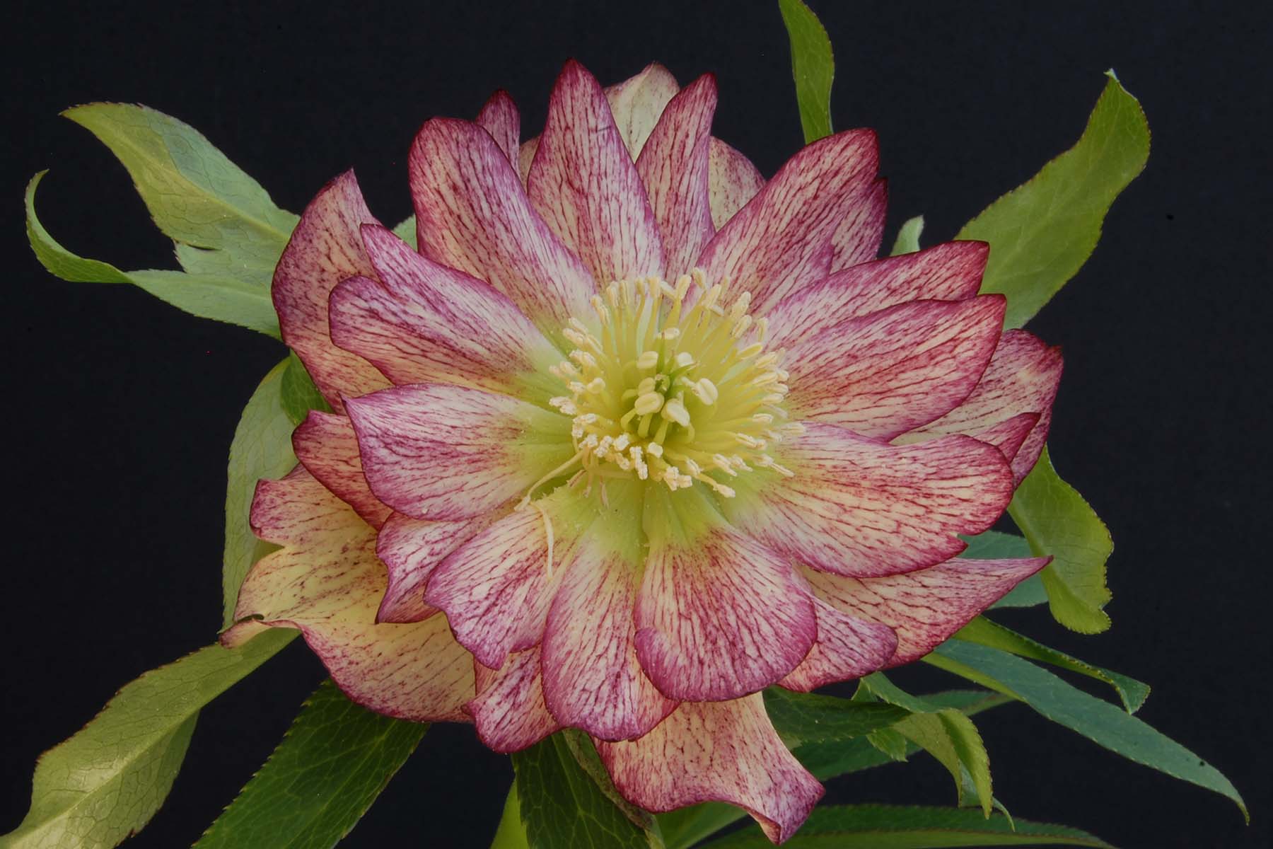 Helleborus 'Rose Quartz' - $14.00