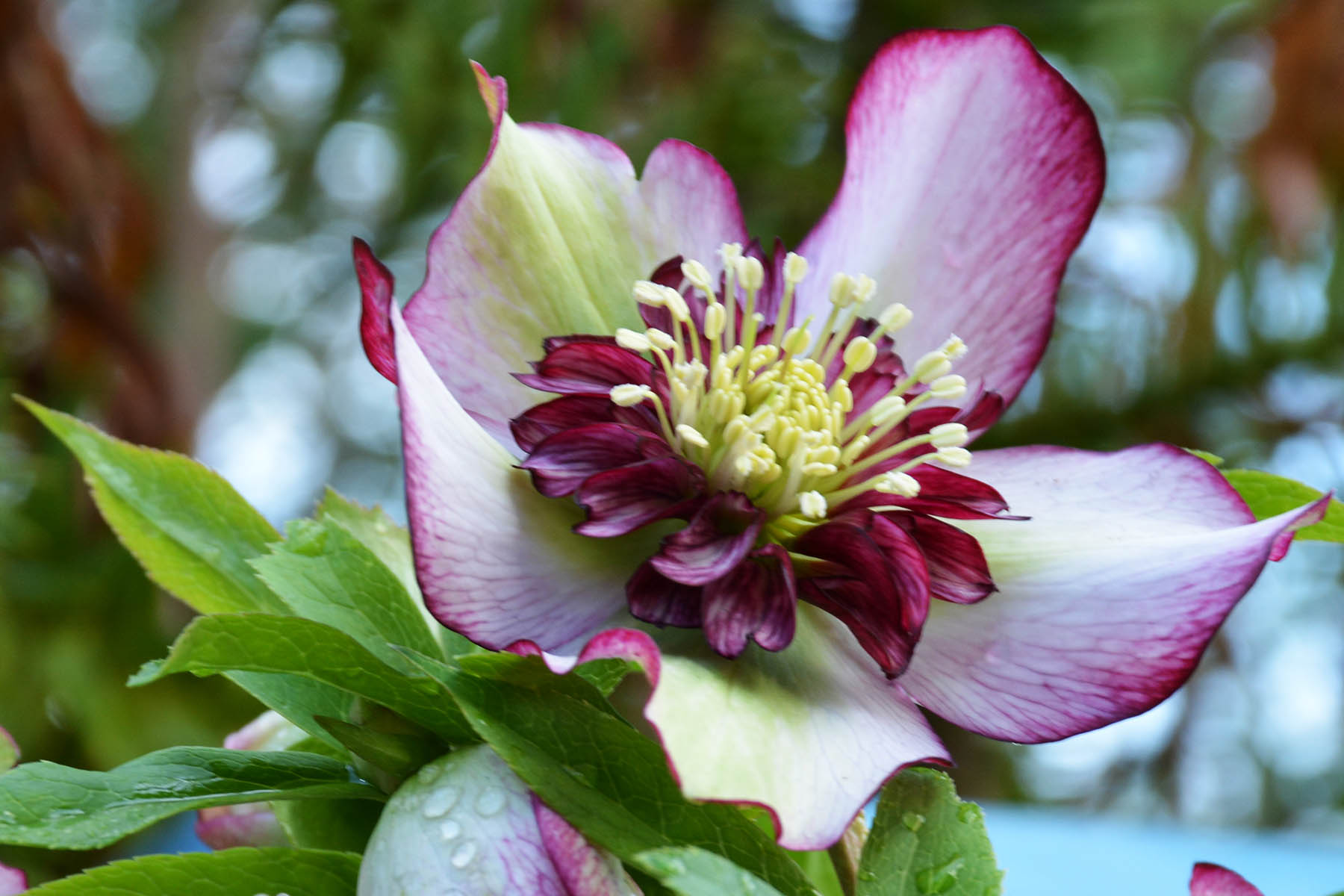 Helleborus 'Cherry Blossom' - $14.00