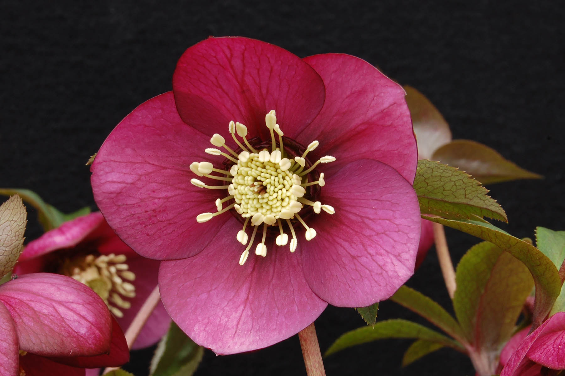 Helleborus 'Ruby Wine' - Sold Out - Available Spring 2015