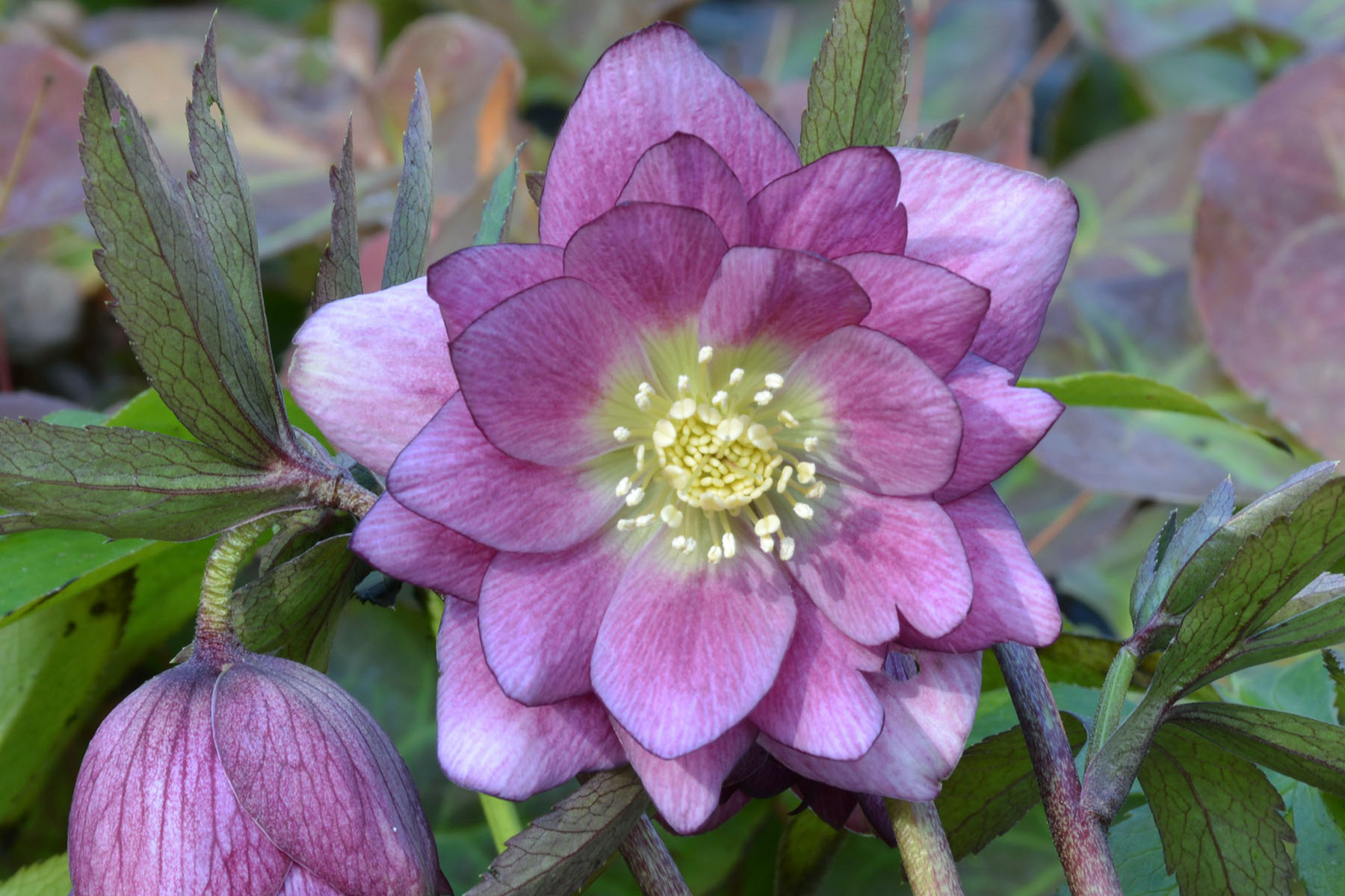 Helleborus 'Berry Swirl' - $14.00