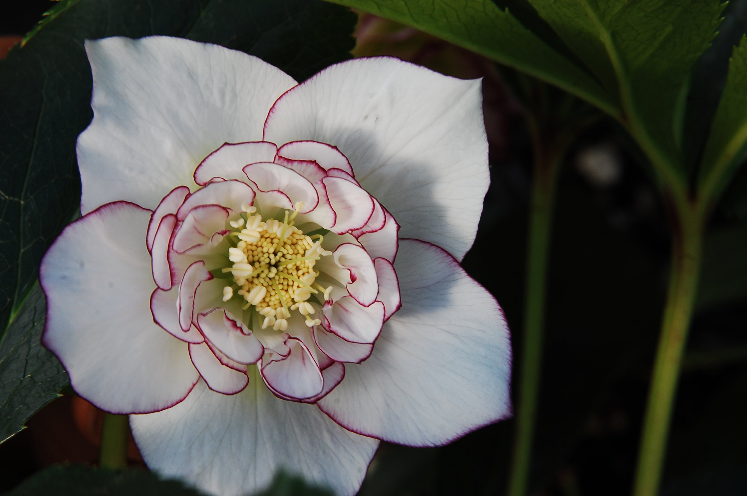 DSC_8639.JPG