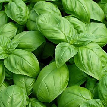 basil.jpg