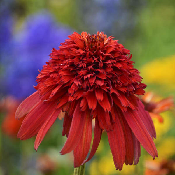 comeflower.jpg