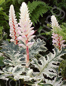 7318 Acanthus Whitewater2-lowres_TN.jpg