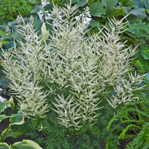 Aruncus 'Fairy Hair' PP30242 0000 low res.jpg