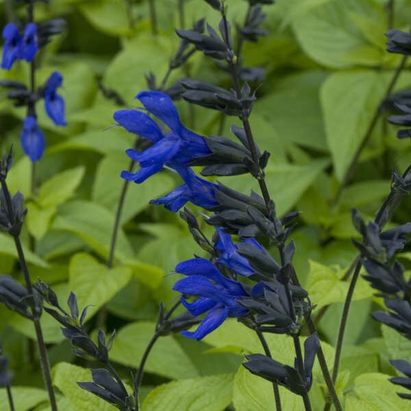 salvia 1.jpg