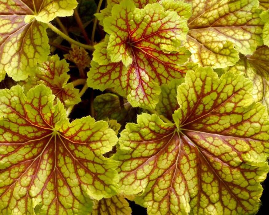 HRELI_3w_Heuchera_Red_Lightning1_tn.1510941235.jpg