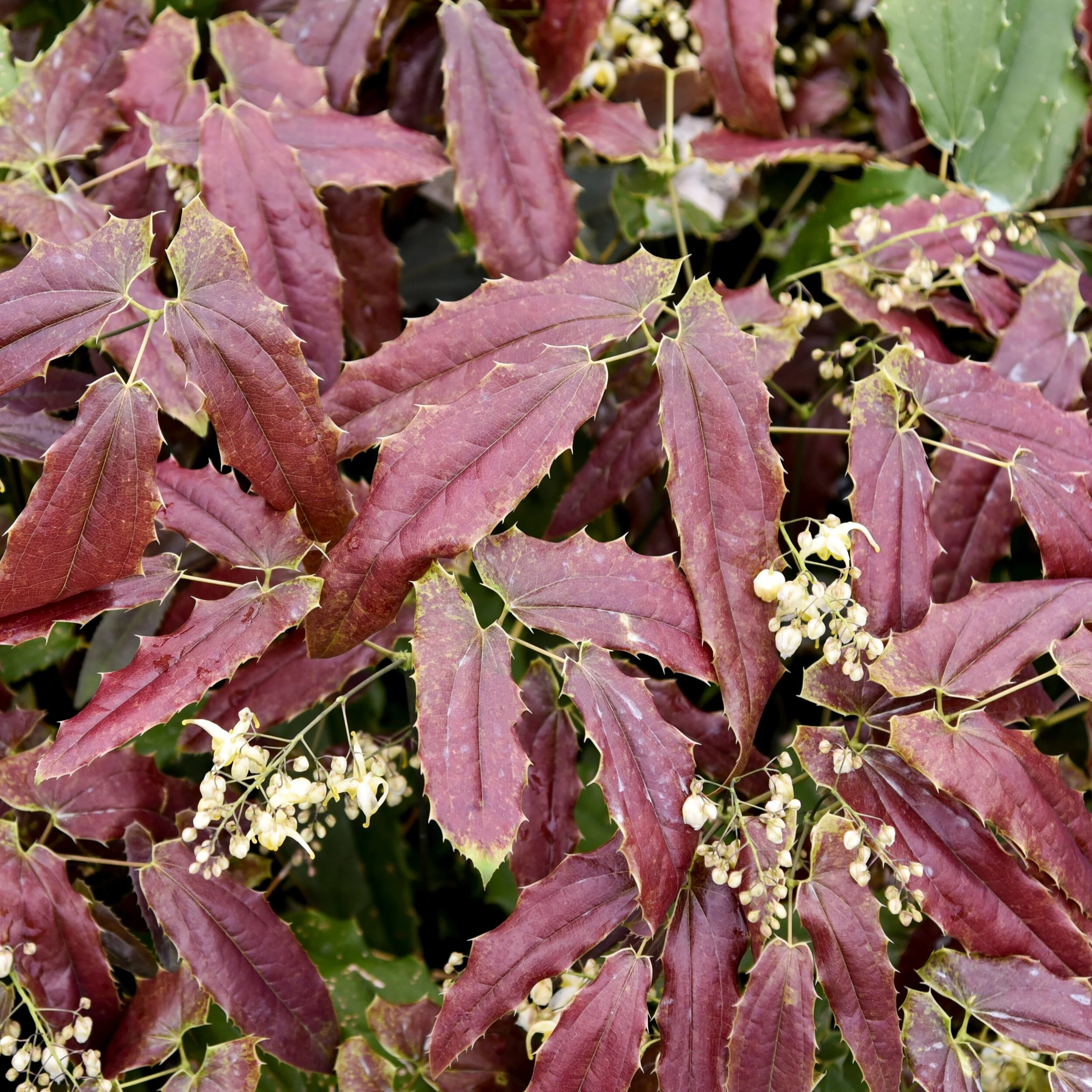 Epimedium wushanense 'Sandy Claws' 0001 high res.jpg