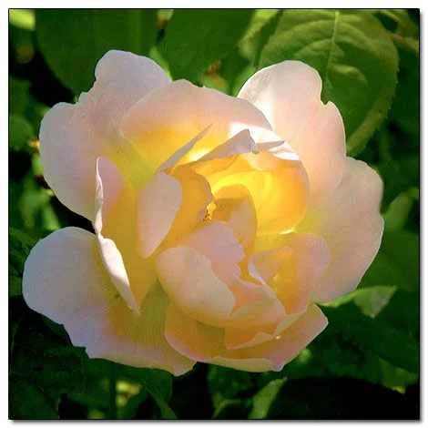 En ros vid namn champagne!